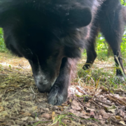Ricerca sportiva del tartufo - Disciplina sportiva cinofila